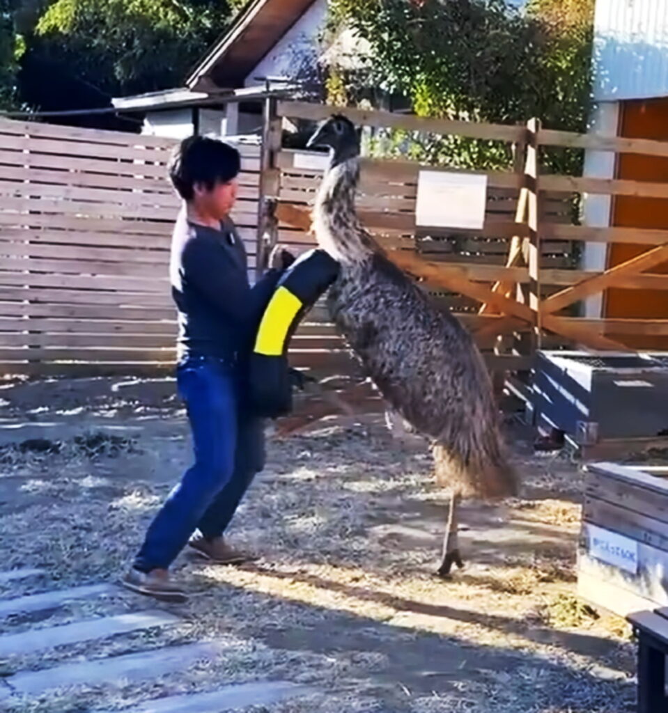 ちゃんねる鰐 エミュー 狂暴化 YouTubeより
